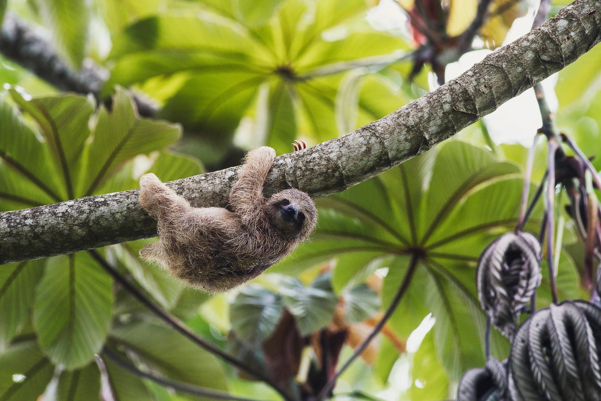 Sloth Quest Hike